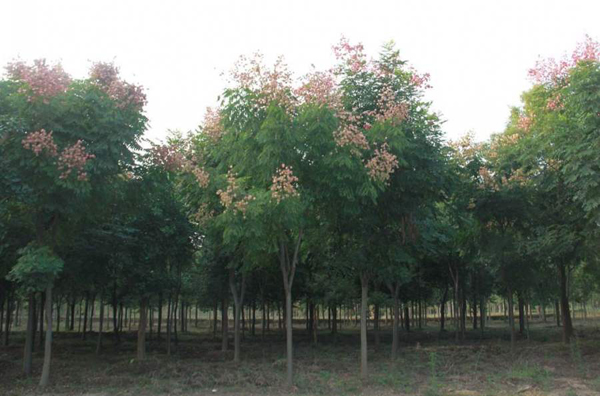 欒樹(shù)