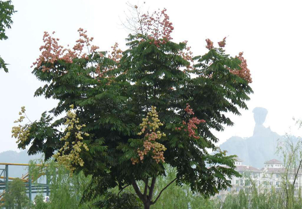 欒樹(shù)