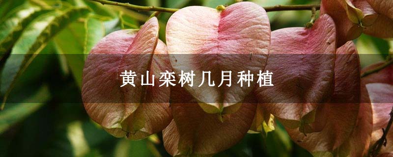 黃山欒樹幾月種植