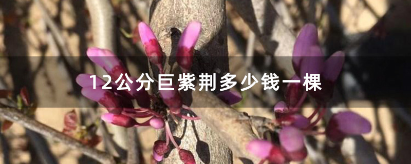 12公分巨紫荊