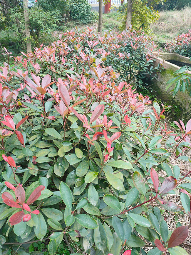 紅葉石楠球如何種植?紅葉石楠球種植技術及注意事項