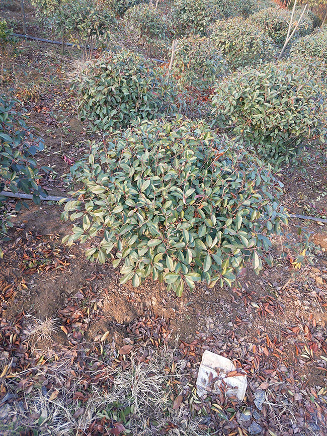 紅葉石楠球如何種植?紅葉石楠球種植技術及注意事項