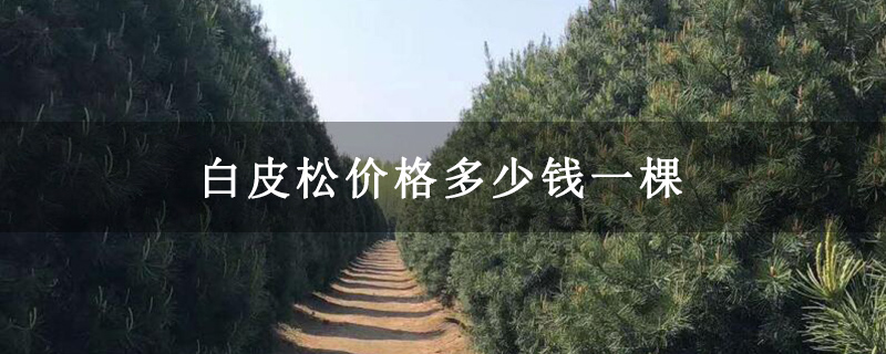 白皮松價(jià)格多少錢一棵 白皮松價(jià)格多少錢一棵