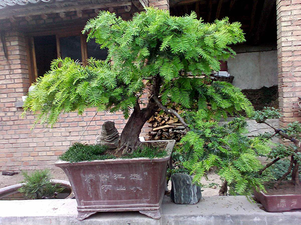 紅豆杉