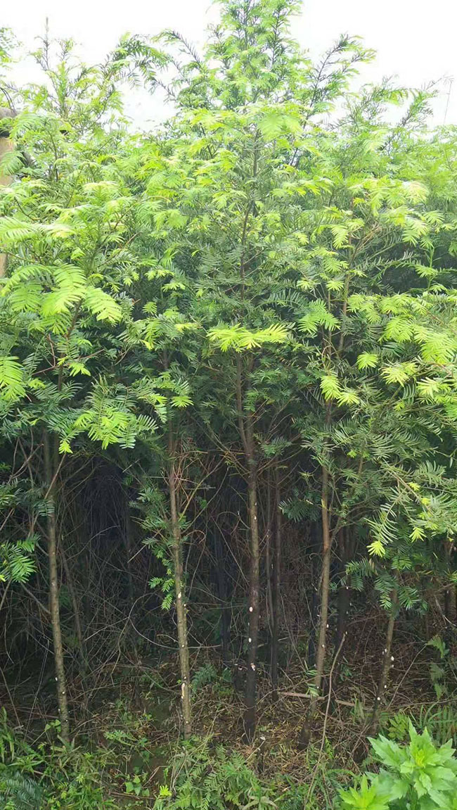 紅豆杉苗木價格多少錢一棵?紅豆杉如何種植?