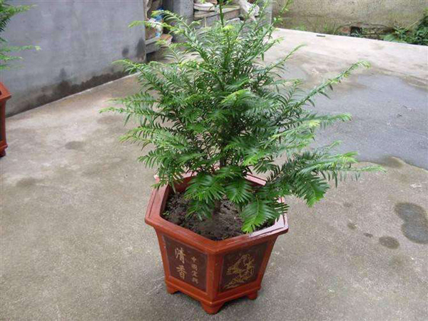 紅豆杉