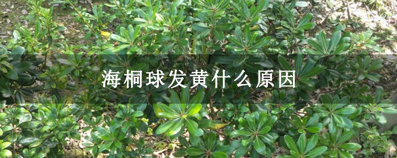海桐球發黃什么原因