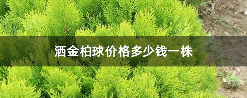 灑金柏球價格多少錢一株
