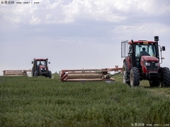 適合養(yǎng)魚(yú)的牧草