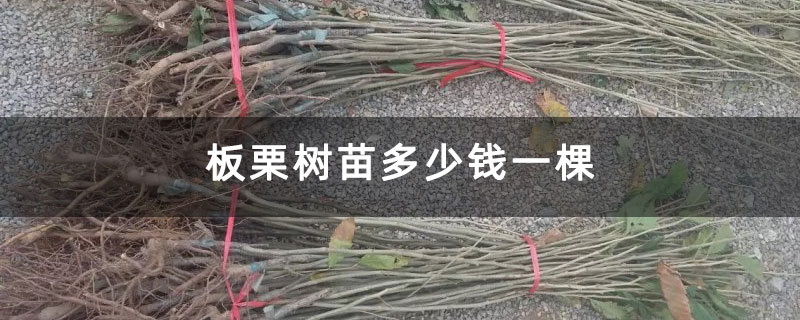 板栗樹苗多少錢一棵