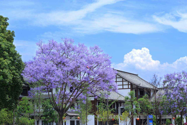 藍(lán)花楹