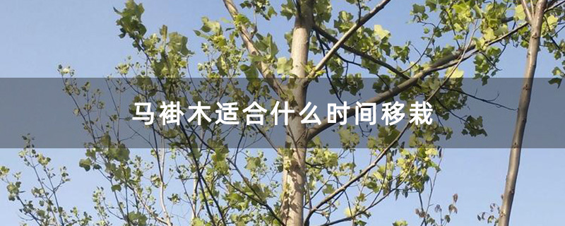 馬褂木大樹
