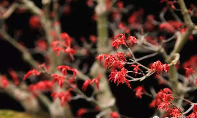 1673146504246132.jpg 紅猩猩.jpg