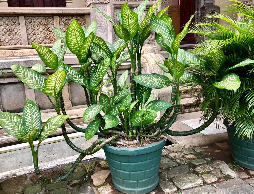 1673151412774825.jpg 萬年青2.jpg