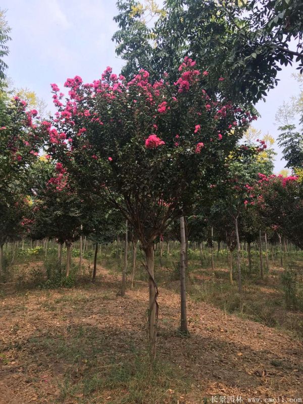 1673780864877232.jpg 1-1F331100TM03.jpg