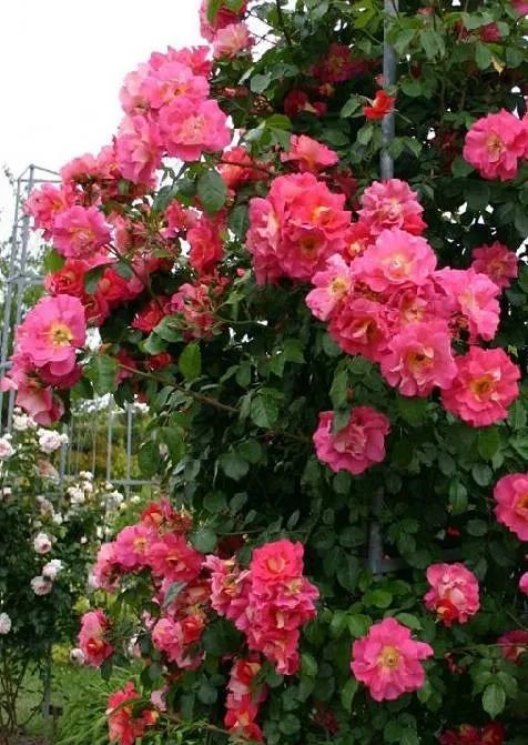 1675701455588100.jpg 微信圖片_20230108121939.jpg