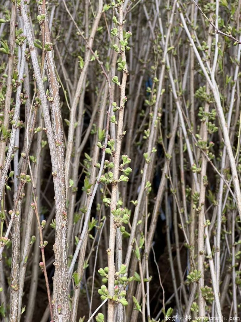 叢生榆葉梅 叢生榆葉梅