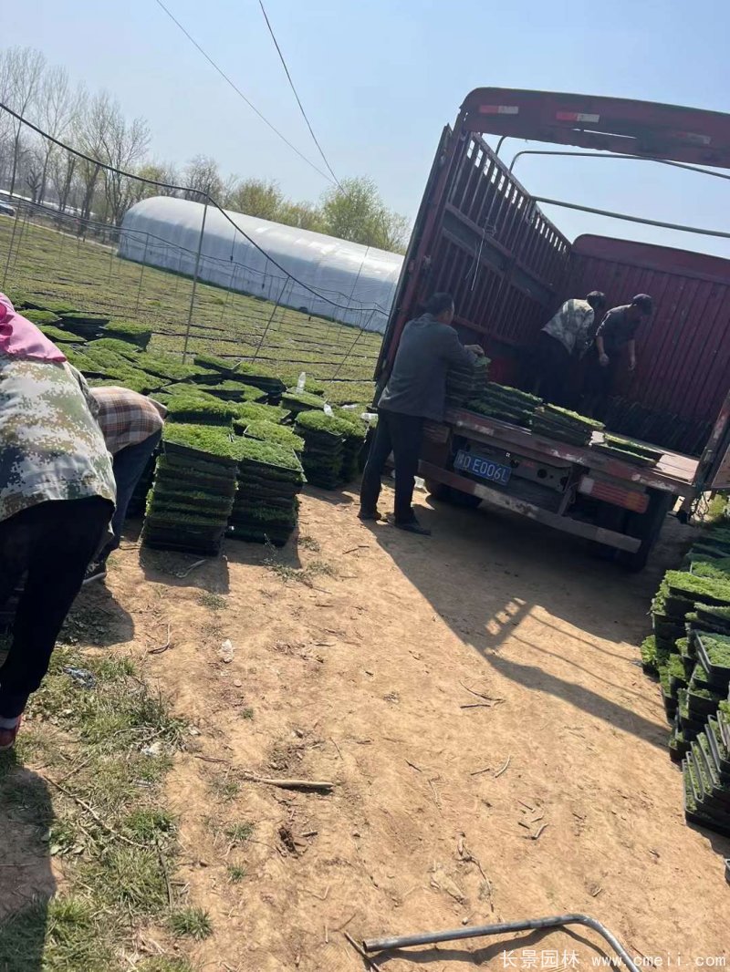 中華景天托盤苗 中華景天托盤苗