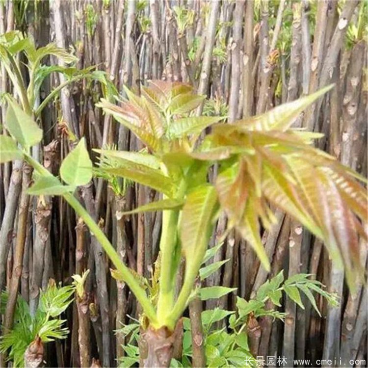 香椿苗 香椿苗