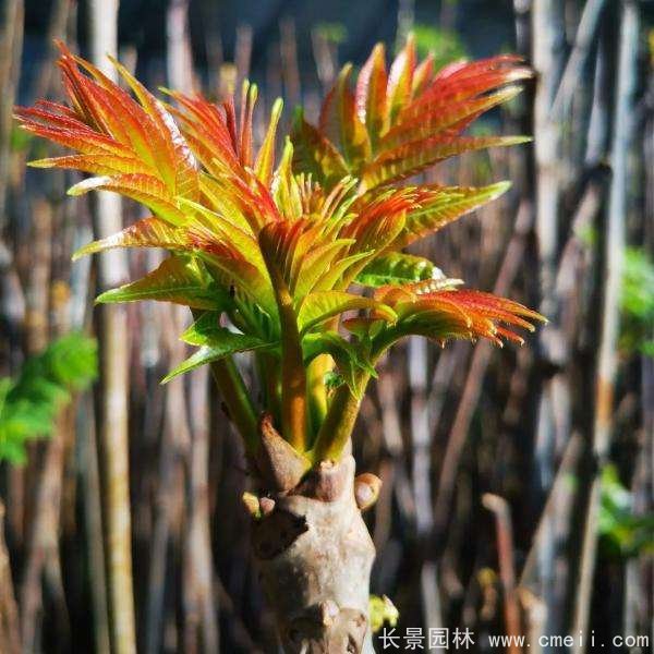 香椿苗 香椿苗