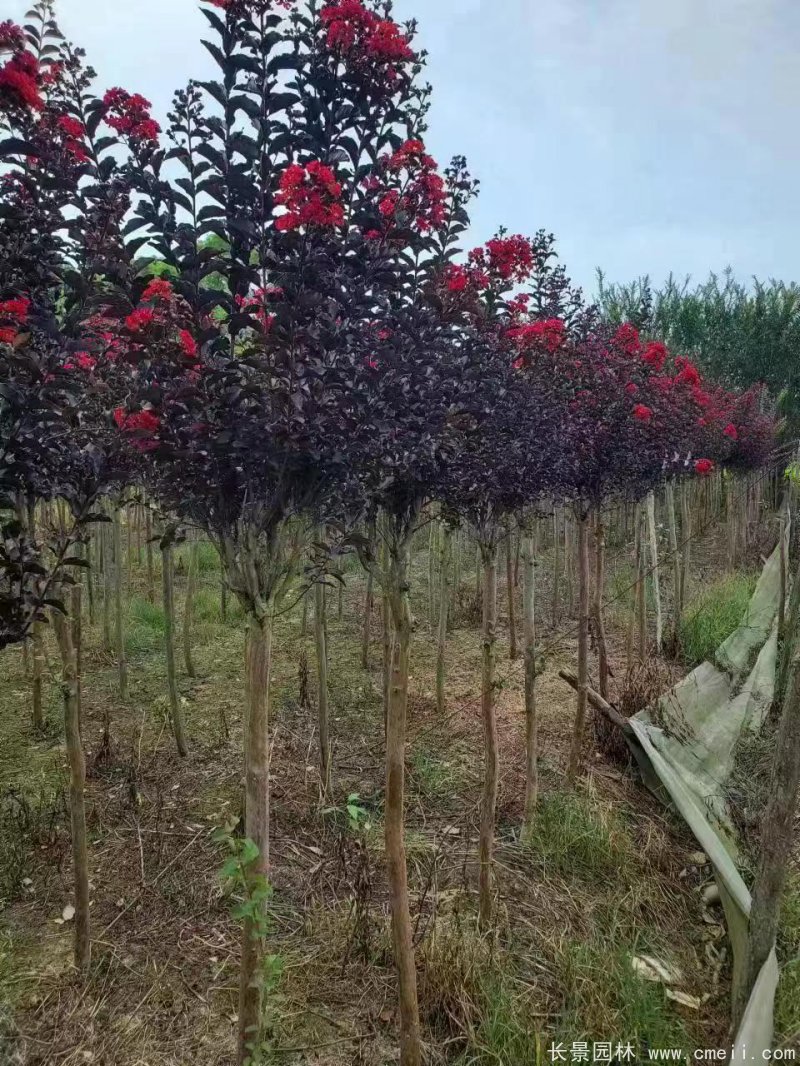 紫葉丹紅紫薇苗 紫葉丹紅紫薇苗