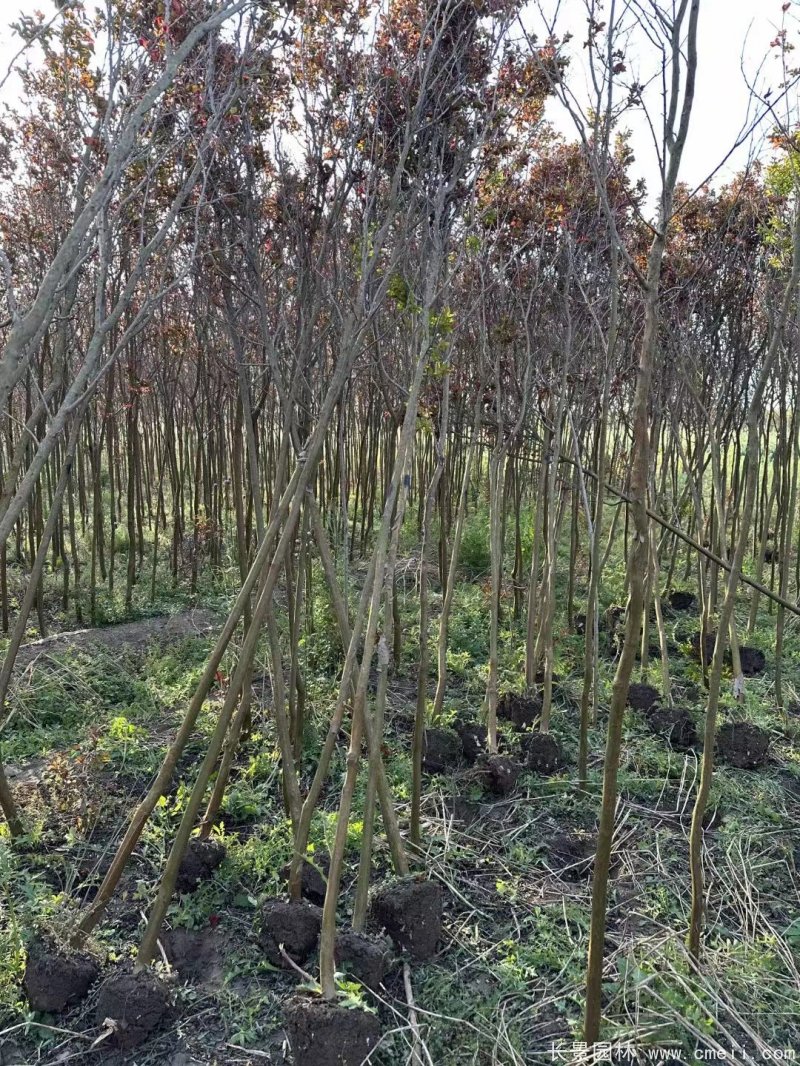 紫葉丹紅紫薇苗 紫葉丹紅紫薇苗