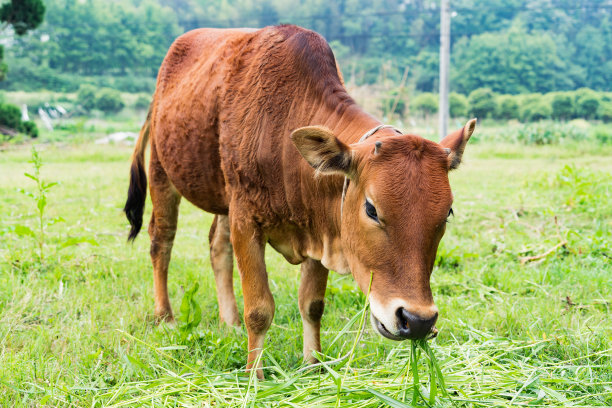 養牛常用的牧草品種 養牛常用的牧草品種