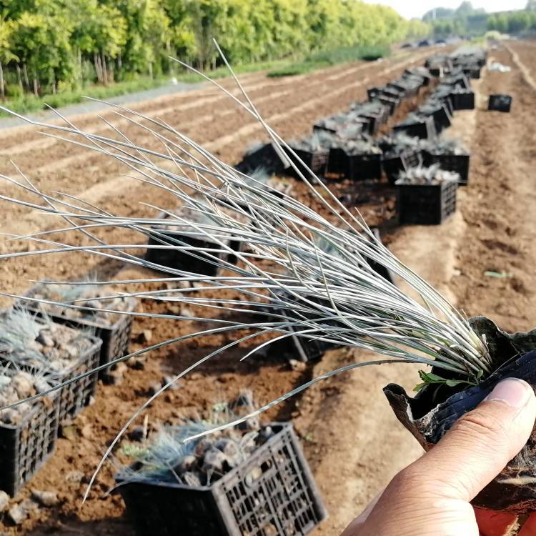 藍羊茅盆苗 藍羊茅盆苗