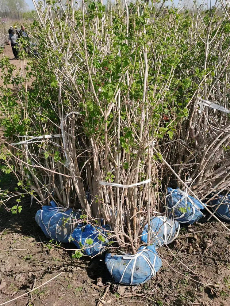 天目瓊花 天目瓊花