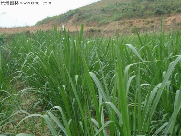 1712127031486226.jpg 1-1F6261R02S50.jpg