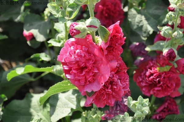 1712815521599633.jpg 1-1F615213610958.jpg