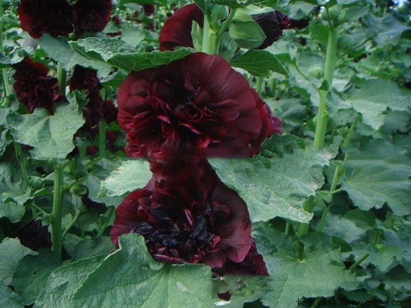 1712815529663390.jpg 1-1F6152136115A.jpg