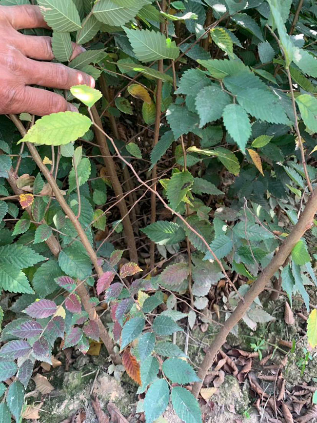 櫸樹是景區(qū)綠化中最常用園林植物，觀賞價值極高，經(jīng)常作為行道樹或者觀賞樹，也可以群植栽種成風景。紅櫸樹抗污染能力十分強悍，不僅樹姿優(yōu)美，高大雄偉，還可以吸收有害氣體，抗風能力強，不易伏倒。那么，紅櫸樹未來十年前景如何?紅櫸樹種植多久成才?下面我們一起來看看吧!  一、紅櫸樹未來十年前景如何? 1、觀賞 紅櫸樹生長快，樹干通直，樹姿優(yōu)美，枝葉繁茂，春季開花，秋季葉子會變成紅色，觀賞性極高。 2、綠化 紅櫸樹環(huán)境適應能力強，栽植應用廣泛，不僅可以綠化種植，還有不錯的抗污染、抗風能力，可吸收有害氣體，改善空氣質(zhì)量，植株根深性，可以防風固土，經(jīng)常用作護林帶樹種和水土保持樹種。 3、經(jīng)濟 紅櫸樹木材堅硬、有彈性、并且不會縮水，木材紋理清晰有光澤，可以用來制作很多家具和其他器具，經(jīng)濟價值很高。 4、前景 櫸樹的適應能力強，栽植地區(qū)廣泛，發(fā)揮的綠化和生態(tài)價值比較明顯，經(jīng)常用作生態(tài)綠化樹種栽植在各大場所，產(chǎn)量和需求量都非常大，種植前景不錯。 二、紅櫸樹種植多久成才? 紅櫸樹分布地區(qū)廣，目前主要分布在廣東、廣西、貴州、云南、安徽、湖北、湖南等地，南方地區(qū)栽植廣泛。紅櫸樹幼苗生長稍慢，種植6—7年后開始轉(zhuǎn)快，樹體七八十年不衰退，百年大樹仍能正常結實。  三、2020紅櫸市場價格行情 南京市浦口區(qū)來云園藝場米徑15公分紅櫸1600元一棵; 江蘇 鎮(zhèn)江句容地之緣苗木基地米徑7公分紅櫸80元一棵; 宿遷宏洲園林綠化工程有限公司地徑2公分紅櫸10元一棵; 江蘇南京南京寶泉苗木苗圃場米徑4公分紅櫸28元一棵; 江蘇宿遷三葉園林植物有限公司米徑12公分紅櫸600元一棵。 以上就是關于紅櫸樹未來十年前景如何和紅櫸樹種植多久成才的相關介紹，不同地區(qū)不同規(guī)格的紅櫸樹價格不一樣，具體要以當?shù)匦星闉闇省Ｒ陨鲜侵袊揪W(wǎng)提供的紅櫸樹基地最新報價信息，關注花木網(wǎng)可獲得各產(chǎn)地商城實時報價，及時掌握苗木行情，做活苗木生意。