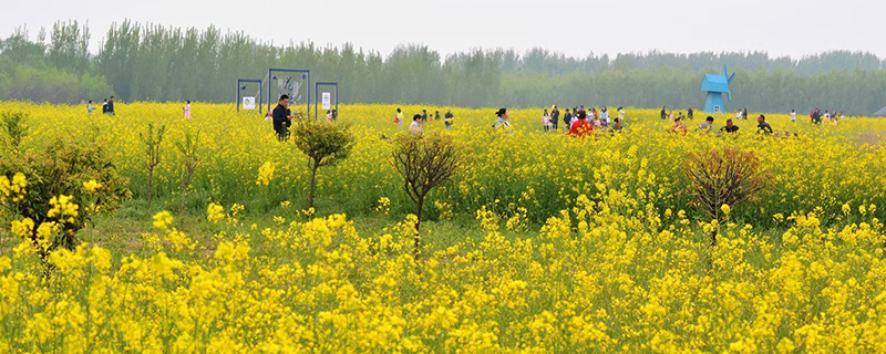 油菜花