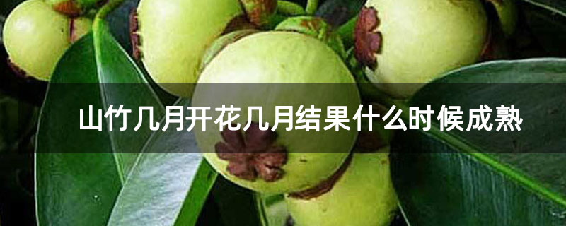 山竹幾月開花幾月結果什么時候成熟