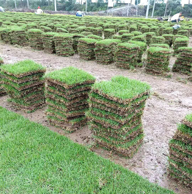 矮生百慕大和果嶺草哪個好?百慕大與果嶺草區別