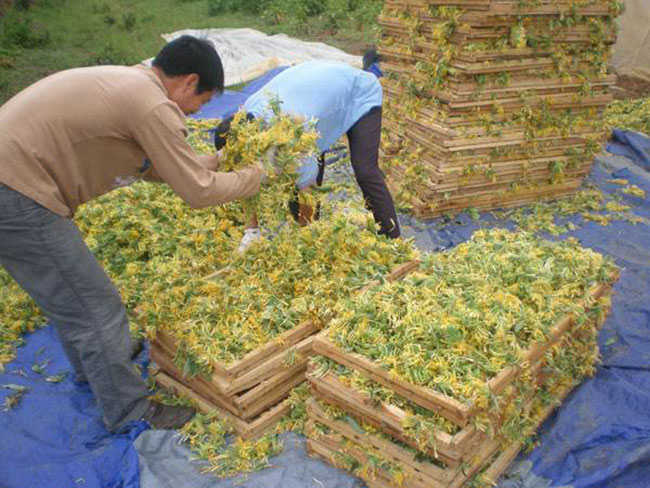 金銀花