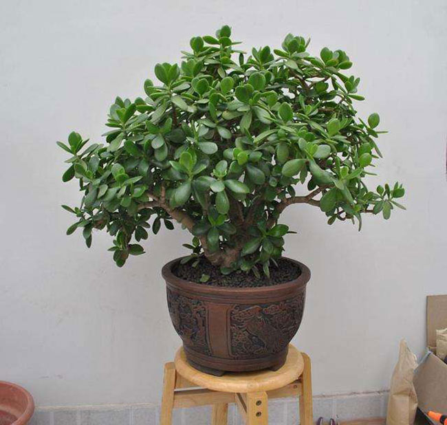 5種便宜花卉，越養(yǎng)越值錢