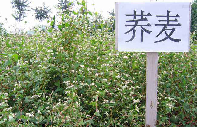 苦蕎麥價格多少錢一棵?苦蕎麥如何種植?