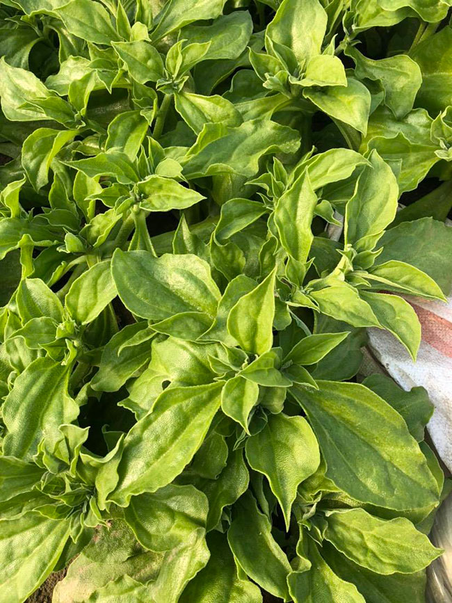 冰草又名冰菜，近幾年在市場上是極為熱銷的綠色菜品。冰草營養價值高，吃起來口感鮮美，營養價值高，市場價格很高，種植經濟效益很不錯。冰草以前我國是沒有的，它原產非洲，后來因為經濟營養價值高，引種種植，目前的發展前景很不錯。那么美，種植冰草有前景嗎?種植冰草收入怎樣?下面我們一起來看看吧!  一、種植冰草有前景嗎? 冰草是一種新的特色食材，它的表面有水滴狀的結晶，看起來表面結了一層冰，所以取名冰菜。冰草吃起來爽口、多汁，營養價值高，一公斤售價十幾元，很受市場歡迎。冰草的生長期長達6個月，一年可以種植兩茬，畝產量高達3000公斤，按照現在的行情，每公斤冰菜可以賣到10元，種植效益非?？捎^。冰草不僅可以食用，還能起到美容、預防三高的作用，種植前景很不錯。  二、種植冰草收入怎樣? 冰草是一種比較爽口的蔬菜，食用方法也很多，用它配上一些芝麻醬，然后蘸著醬，非常好吃。冰草是我國產的，它是從非洲引進來的，種植的時候要提高肥水的使用效率，這樣有助于增產。冰草口感脆嫩，以做涼拌菜為主。冰草屬于高端蔬菜，多數從大連等地引進，售價高達30元每公斤。從去年春天開始，范學江經朋友介紹開始嘗試種植冰菜，經過一年的嘗試，發現種植冰草的收入很可觀，產地收購價10元每公斤，一畝地可產3000公斤，那么一畝地最低收益3萬元。  三、種植冰草的方法 1、播種 冰草種子小，浸種催芽，播種溫度控制在20℃，薄土覆蓋，播種后35—40天可出芽，培育苗高5厘米左右就可以移栽入圃了。 2、移栽 冰菜耐干旱性強，透氣好、排水良好的土壤種植效果好，移栽幼苗的時候注意溫度和光照，株距為30~40cm，控制行距，移栽后澆一次大水，緩苗大約10左右恢復長勢。 3、管理 給冰菜澆水的時候添加點食用鹽，葉面出現萎蔫的時候就可以澆水了，時間盡量清晨，溫度在10~30℃生長快，低于10℃發生凍害，夏季養護采取遮光措施。 4、采收 葉面附著的結晶成型之后就是冰菜采收的時間，一般2個月左右就可采收，生長高度在10cm左右。采收后的蔬菜需要低溫環境中保存，環境溫度過高，會導致冰草變質。 以上就是關于種植冰草有前景嗎和種植冰草收入怎樣的相關介紹，冰草產地批發報價可到中國花木網查詢，以上價格信息均是花木網商家提供的實時報價，不過因為苗木行情變化較大，所以僅供參考，采購冰草可查詢商家電話詢價。