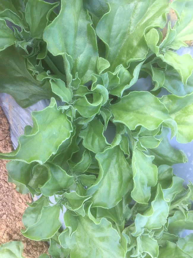 冰草又名冰菜，近幾年在市場上是極為熱銷的綠色菜品。冰草營養價值高，吃起來口感鮮美，營養價值高，市場價格很高，種植經濟效益很不錯。冰草以前我國是沒有的，它原產非洲，后來因為經濟營養價值高，引種種植，目前的發展前景很不錯。那么美，種植冰草有前景嗎?種植冰草收入怎樣?下面我們一起來看看吧!  一、種植冰草有前景嗎? 冰草是一種新的特色食材，它的表面有水滴狀的結晶，看起來表面結了一層冰，所以取名冰菜。冰草吃起來爽口、多汁，營養價值高，一公斤售價十幾元，很受市場歡迎。冰草的生長期長達6個月，一年可以種植兩茬，畝產量高達3000公斤，按照現在的行情，每公斤冰菜可以賣到10元，種植效益非?？捎^。冰草不僅可以食用，還能起到美容、預防三高的作用，種植前景很不錯。  二、種植冰草收入怎樣? 冰草是一種比較爽口的蔬菜，食用方法也很多，用它配上一些芝麻醬，然后蘸著醬，非常好吃。冰草是我國產的，它是從非洲引進來的，種植的時候要提高肥水的使用效率，這樣有助于增產。冰草口感脆嫩，以做涼拌菜為主。冰草屬于高端蔬菜，多數從大連等地引進，售價高達30元每公斤。從去年春天開始，范學江經朋友介紹開始嘗試種植冰菜，經過一年的嘗試，發現種植冰草的收入很可觀，產地收購價10元每公斤，一畝地可產3000公斤，那么一畝地最低收益3萬元。  三、種植冰草的方法 1、播種 冰草種子小，浸種催芽，播種溫度控制在20℃，薄土覆蓋，播種后35—40天可出芽，培育苗高5厘米左右就可以移栽入圃了。 2、移栽 冰菜耐干旱性強，透氣好、排水良好的土壤種植效果好，移栽幼苗的時候注意溫度和光照，株距為30~40cm，控制行距，移栽后澆一次大水，緩苗大約10左右恢復長勢。 3、管理 給冰菜澆水的時候添加點食用鹽，葉面出現萎蔫的時候就可以澆水了，時間盡量清晨，溫度在10~30℃生長快，低于10℃發生凍害，夏季養護采取遮光措施。 4、采收 葉面附著的結晶成型之后就是冰菜采收的時間，一般2個月左右就可采收，生長高度在10cm左右。采收后的蔬菜需要低溫環境中保存，環境溫度過高，會導致冰草變質。 以上就是關于種植冰草有前景嗎和種植冰草收入怎樣的相關介紹，冰草產地批發報價可到中國花木網查詢，以上價格信息均是花木網商家提供的實時報價，不過因為苗木行情變化較大，所以僅供參考，采購冰草可查詢商家電話詢價。