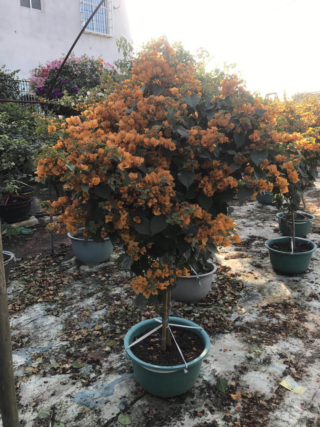 海南省花三角梅.jpg