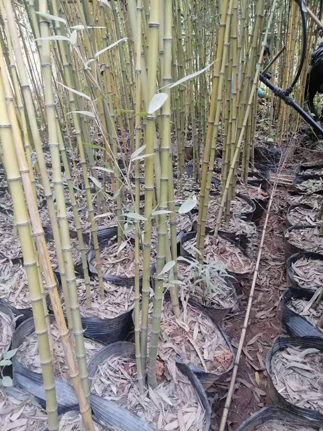1竹子的象征意義是什么