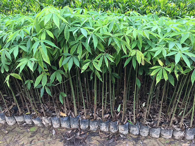 木棉價格