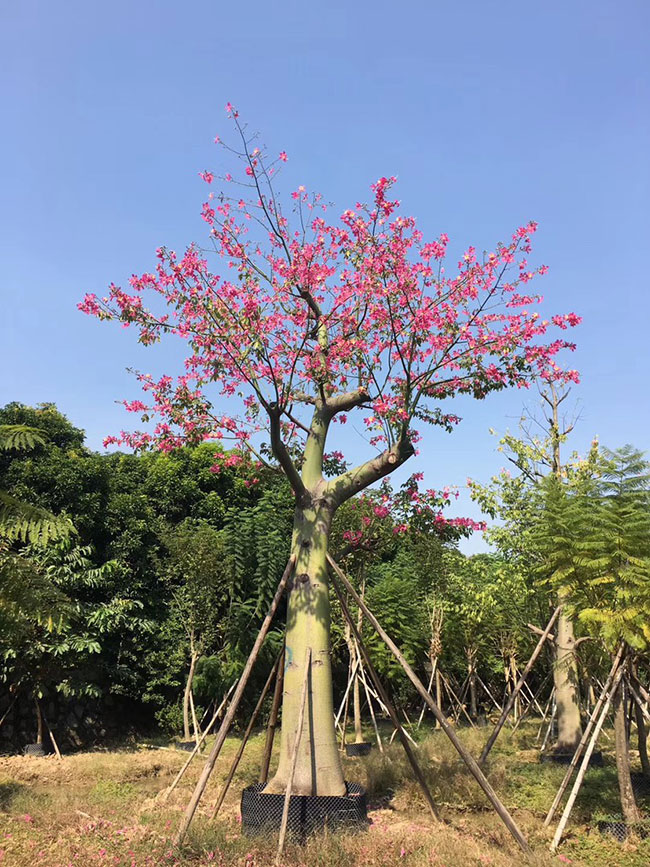 木棉價格