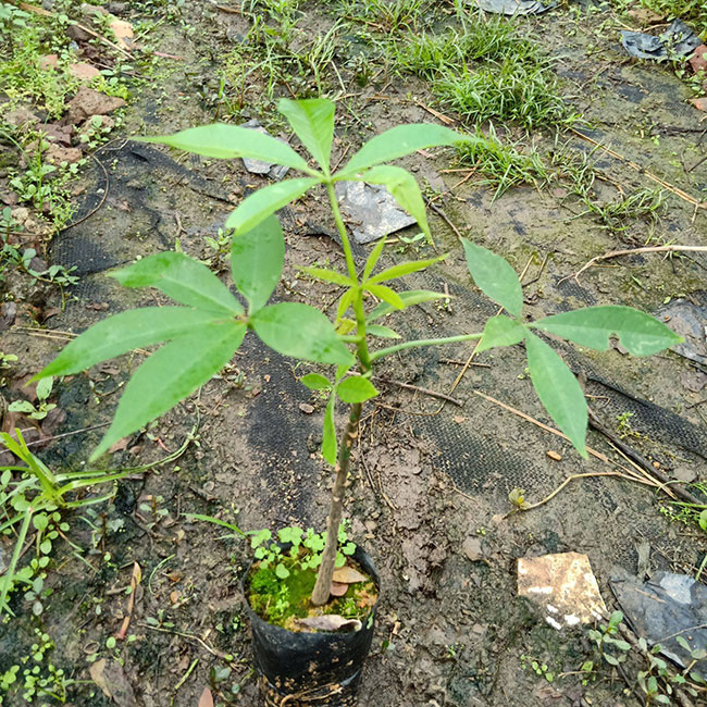 木棉價格