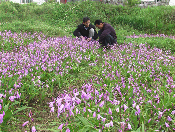白芨種植基地