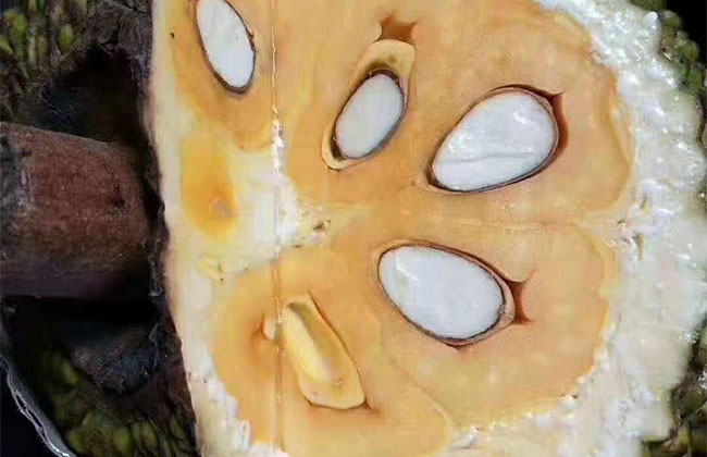 菠蘿蜜