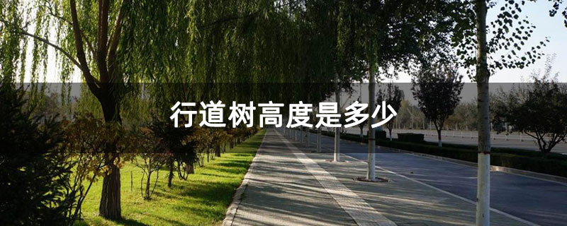 行道樹分枝點高度是多少