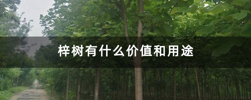 梓樹(shù)有什么價(jià)值和用途